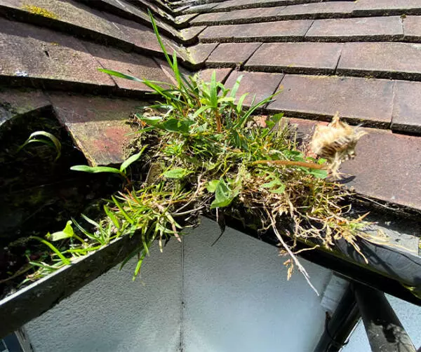 Choosing a Gutter Cleaning Service